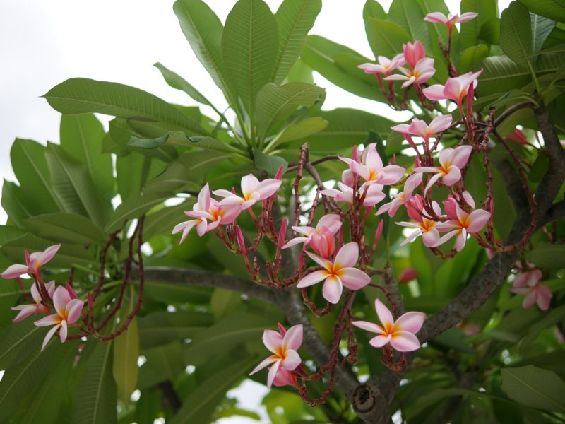 Plumeria Planting