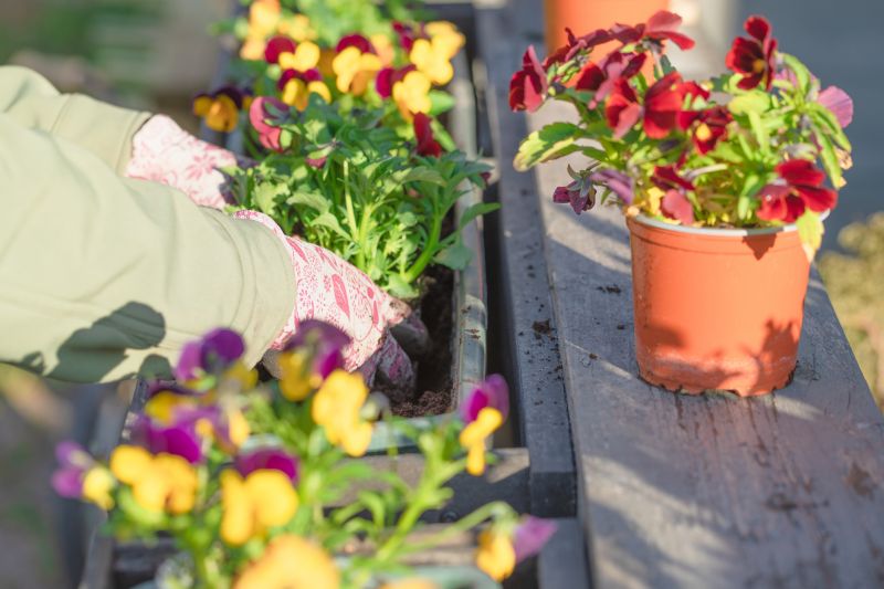 Plumeria Planting