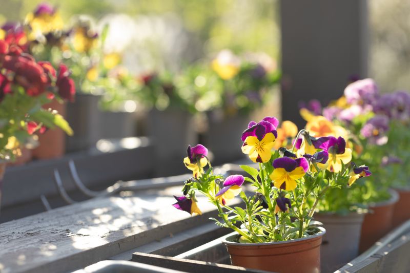 Cost of Plumeria Planting — Cost of Plumeria Planting