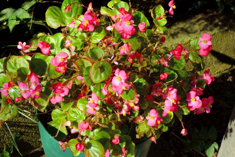 Cost of Plumeria Planting — Cost of Plumeria Planting