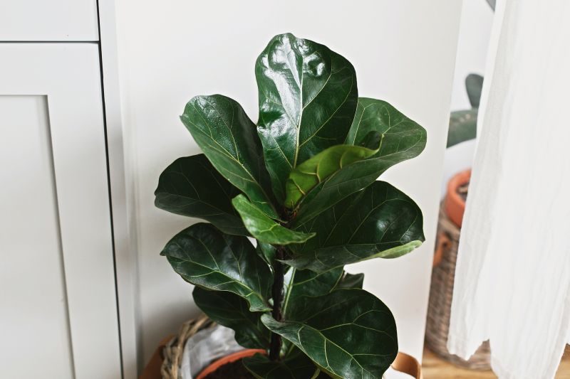 Cost of Plumeria Planting — Cost of Plumeria Planting