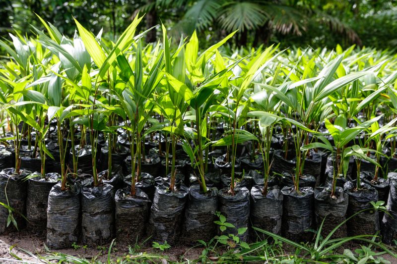 Plumeria Planting