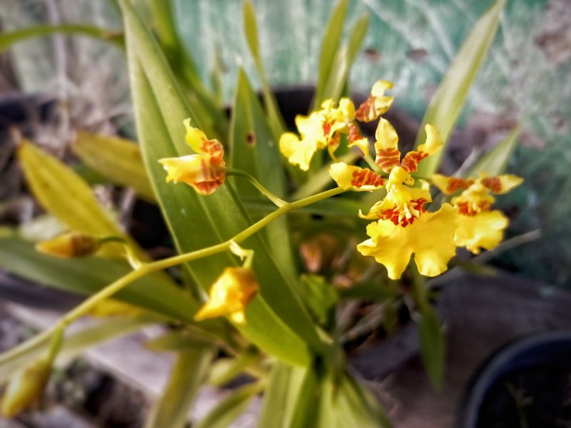 Colorful Plumeria Blooms