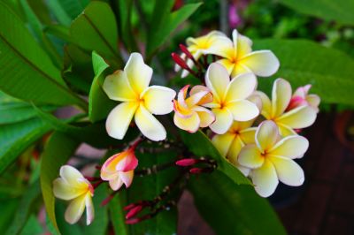 Add Beauty and Fragrance to Your Garden!