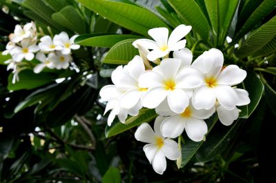 Excellent Choice for Your Garden!